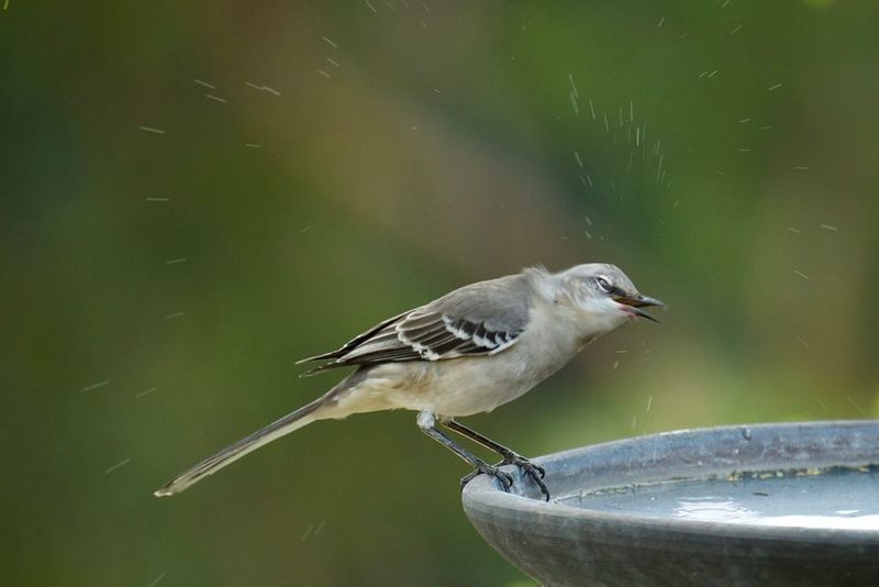 Northern Mockingbird