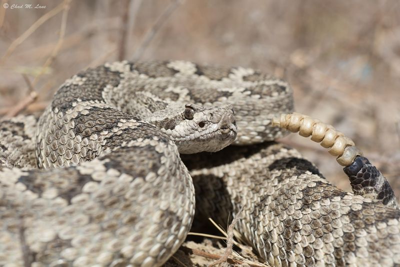 Northern Pacific Rattlesnake