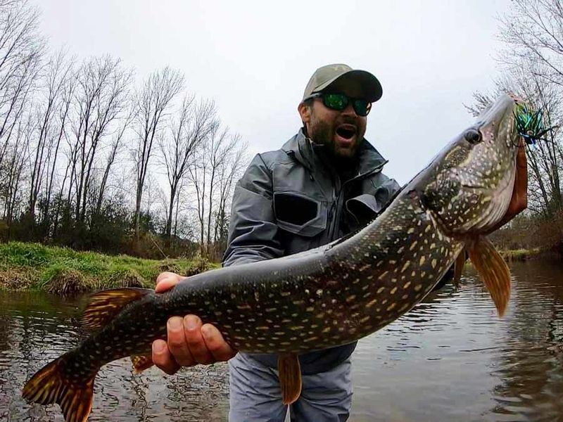 Northern Pike