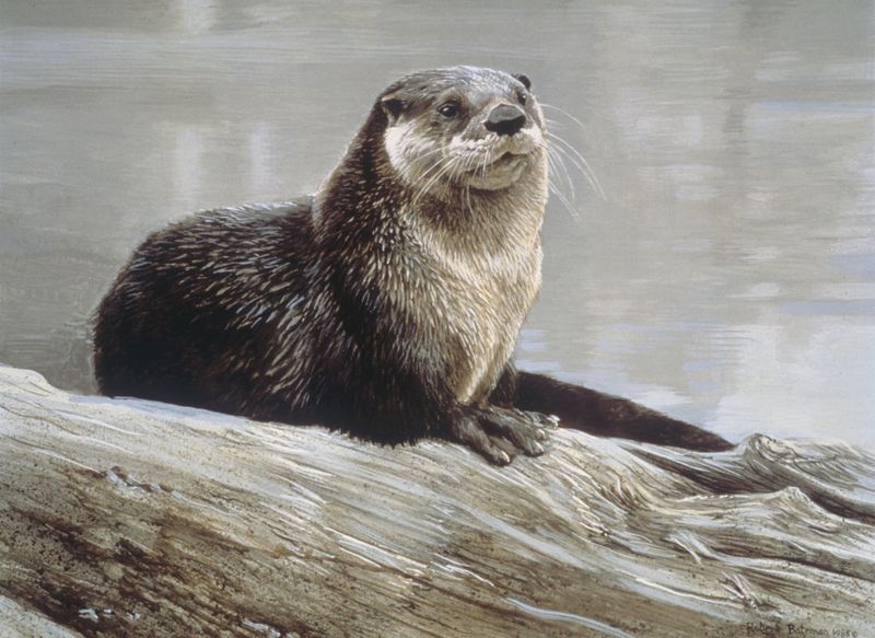 Northern River Otters