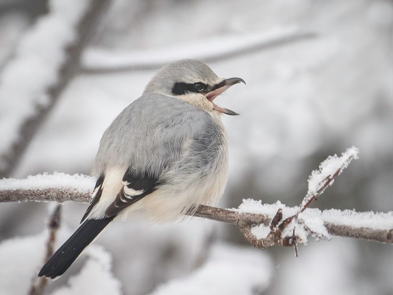 Northern Shrike