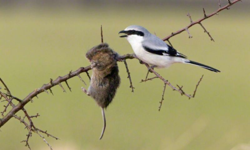 Northern Shrike