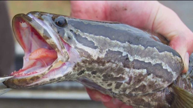Northern Snakehead