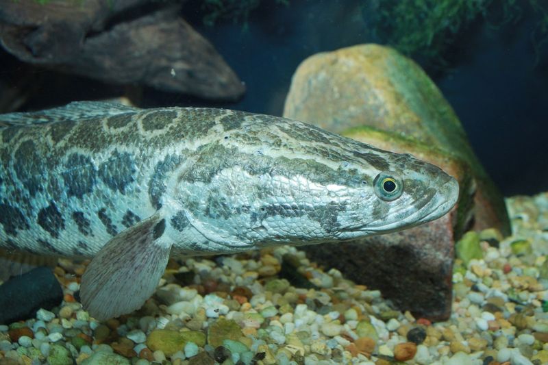 Northern Snakehead