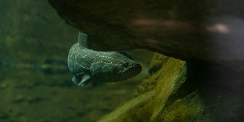 Northern Snakehead