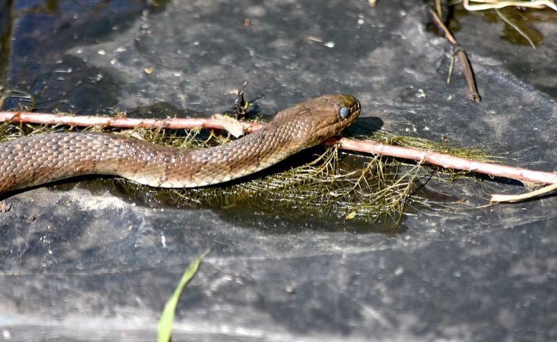 Northern Water Snake