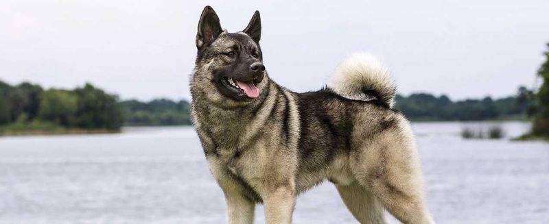 Norwegian Elkhound