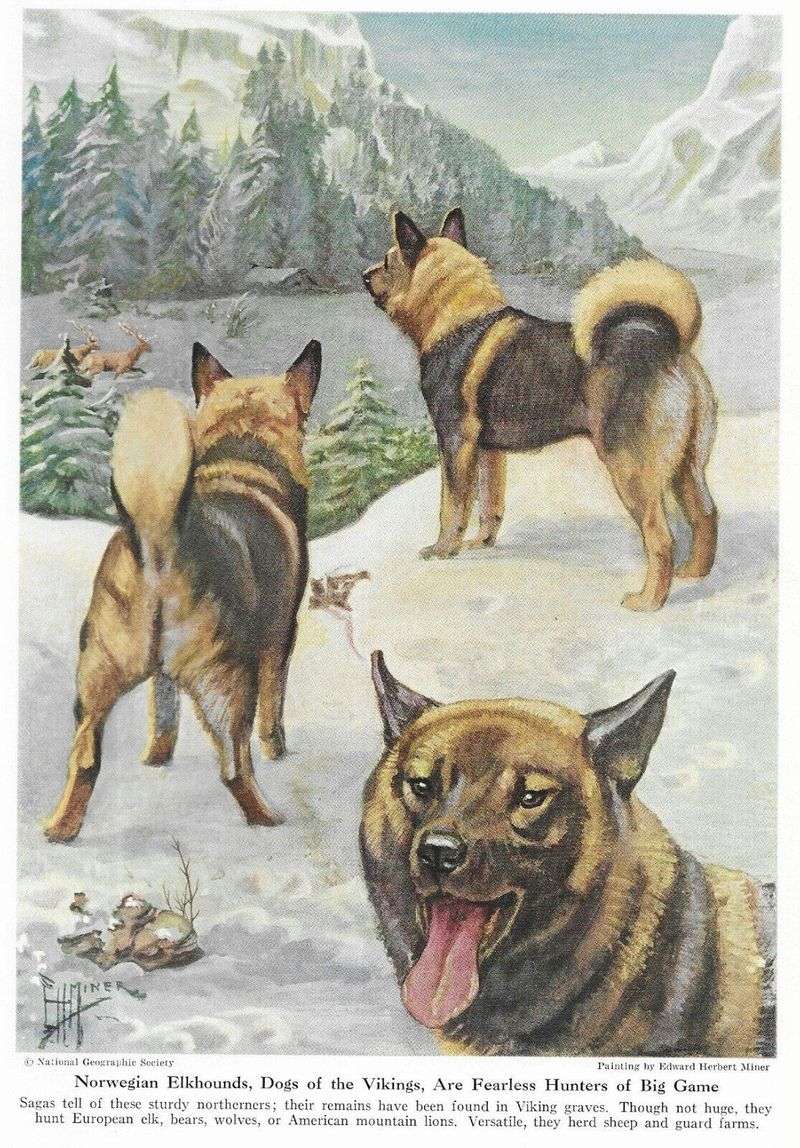 Norwegian Elkhound