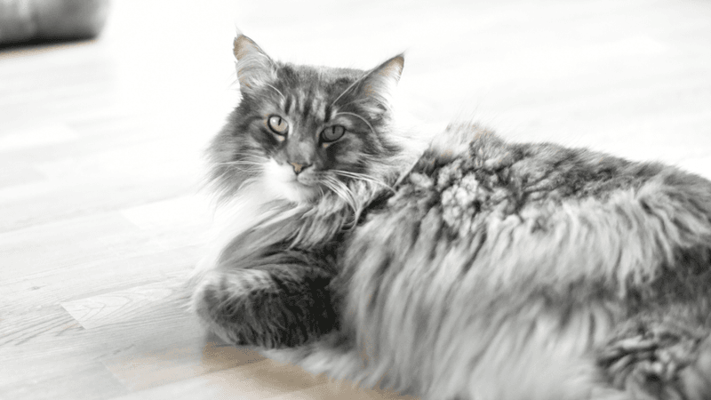 Norwegian Forest Cat
