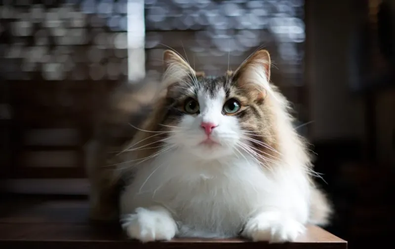 Norwegian Forest Cat