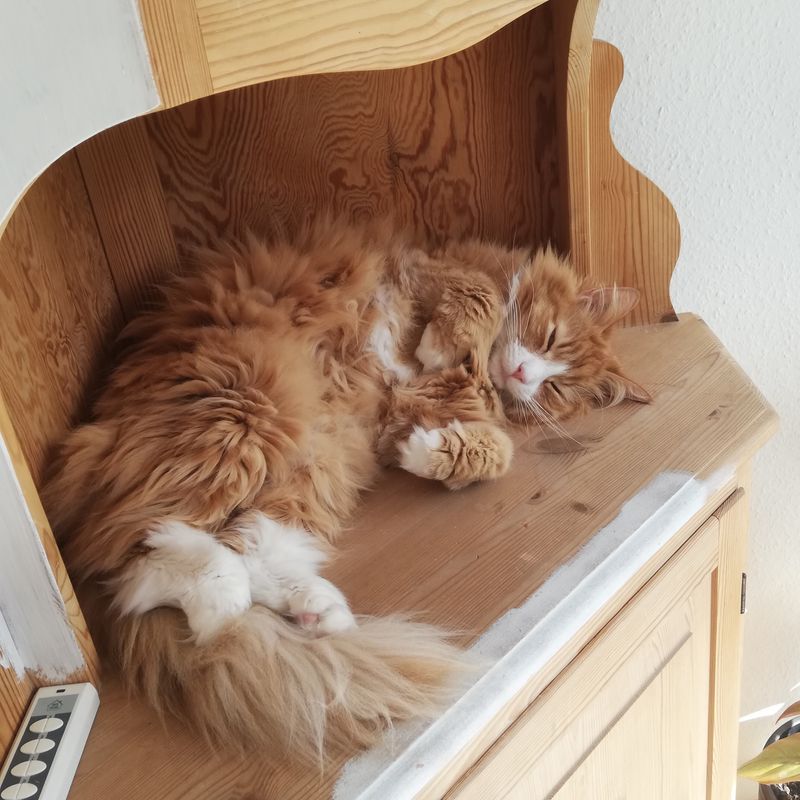Norwegian Forest Cat