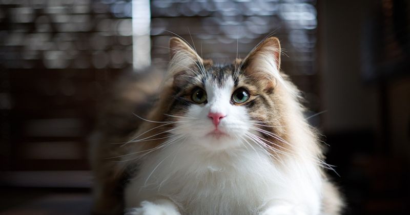 Norwegian Forest Cat