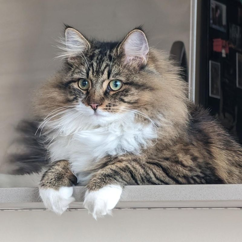 Norwegian Forest Cat
