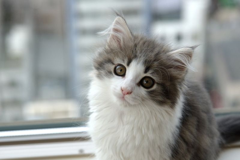 Norwegian Forest Cat