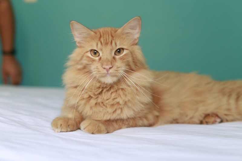 Norwegian Forest Cat