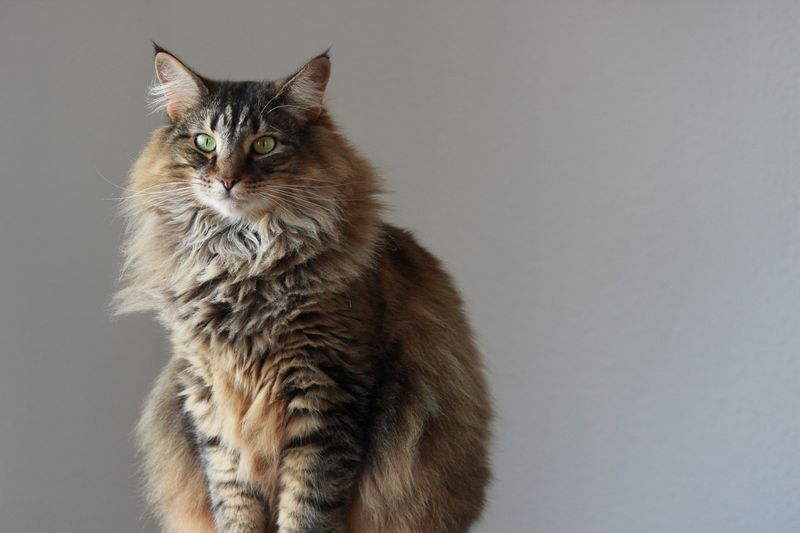 Norwegian Forest Cat