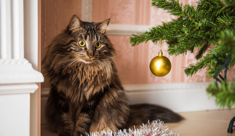 Norwegian Forest Cat