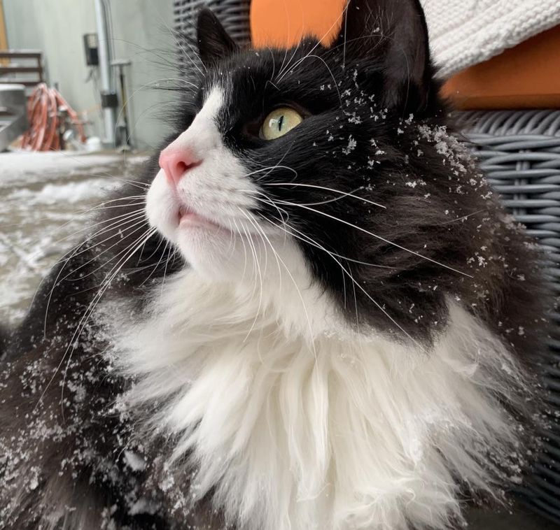 Norwegian Forest Cat