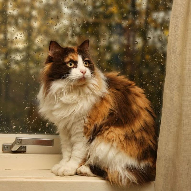 Norwegian Forest Cat