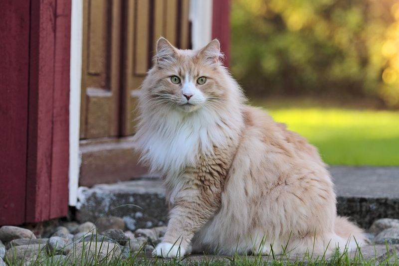 Norwegian Forest Cat