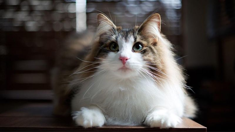 Norwegian Forest Cat