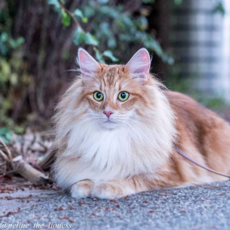 Norwegian Forest Cat