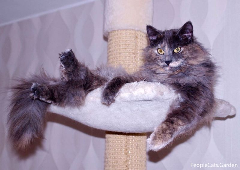 Norwegian Forest Cat