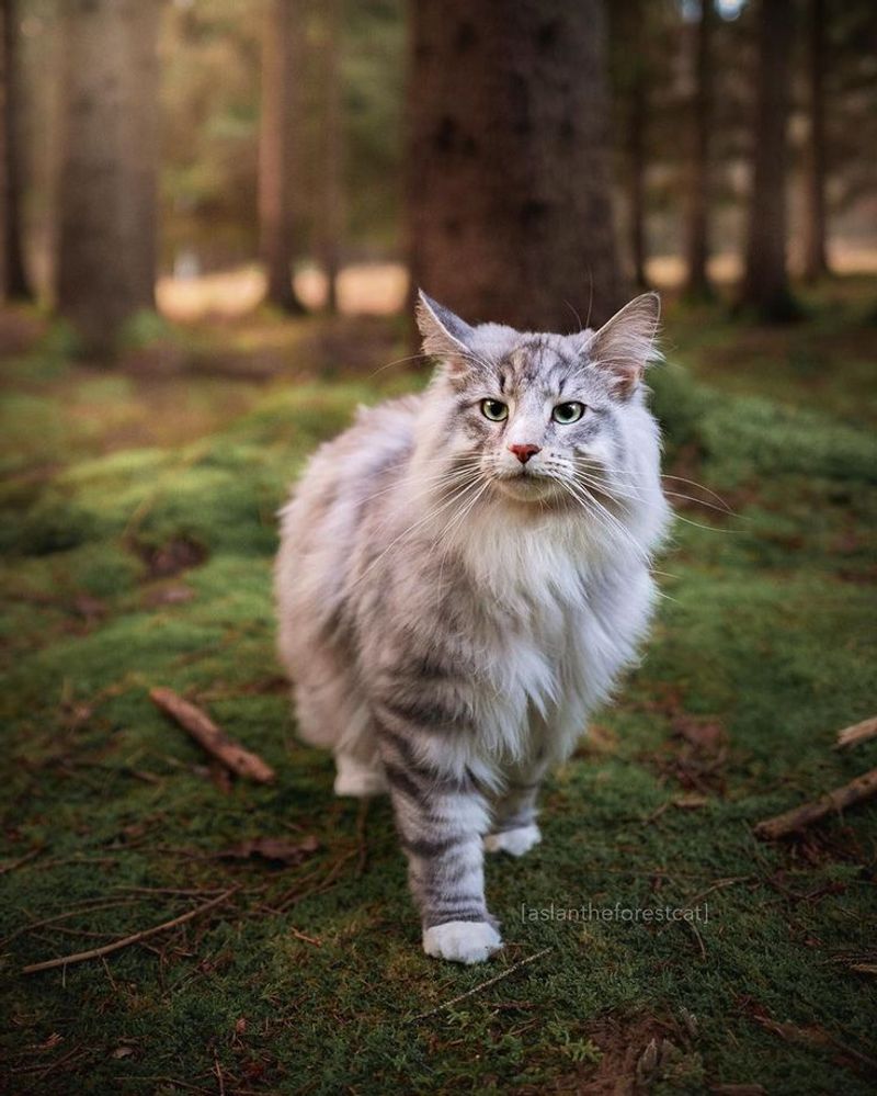 Norwegian Forest - Freya