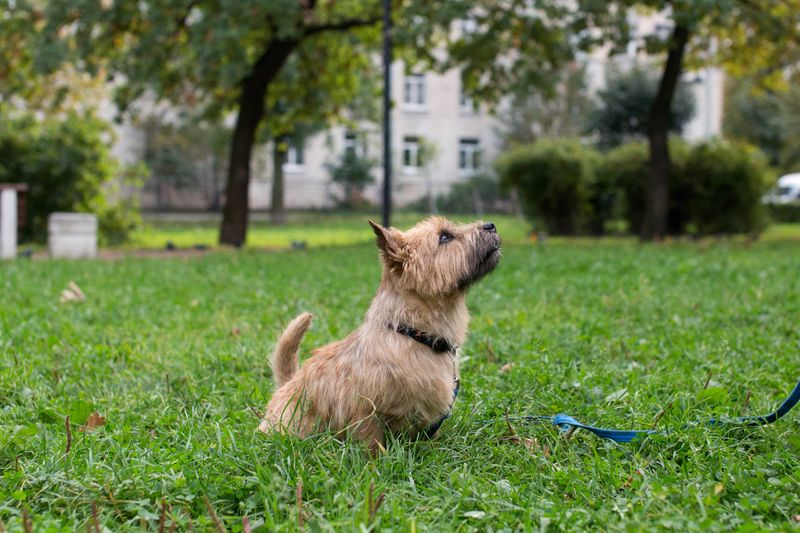 Norwich Terrier