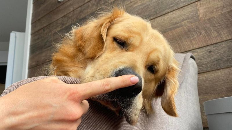 Nose Boops