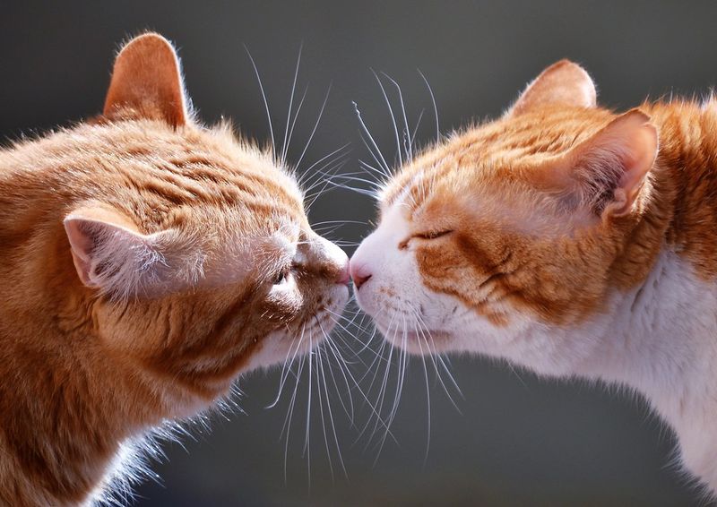 Nose Touching