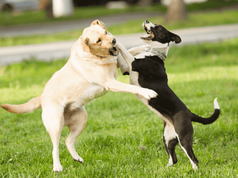 Not Intervening in Play Fights