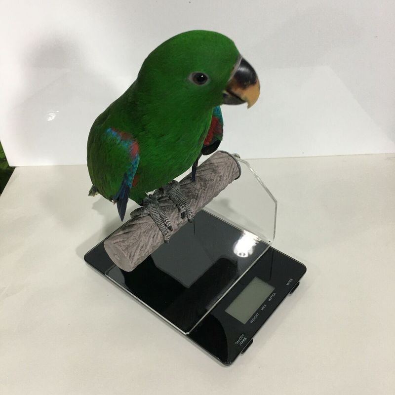 Not Monitoring Weight Regularly