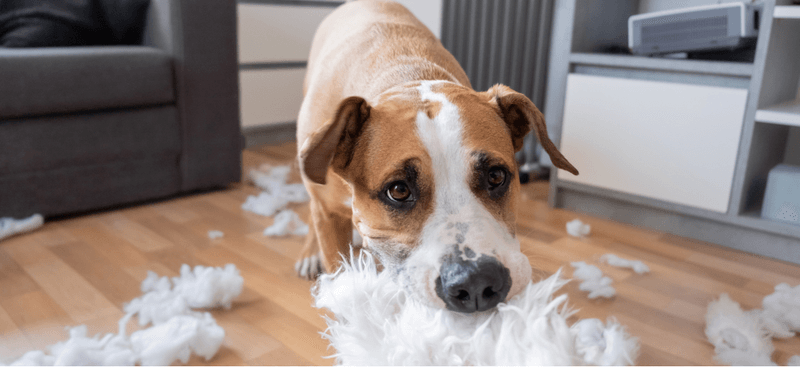 Not a Fan of Chewing