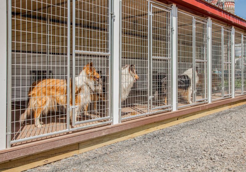 Notify Local Shelters
