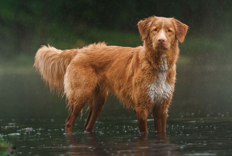 Nova Scotia Duck Tolling Retriever
