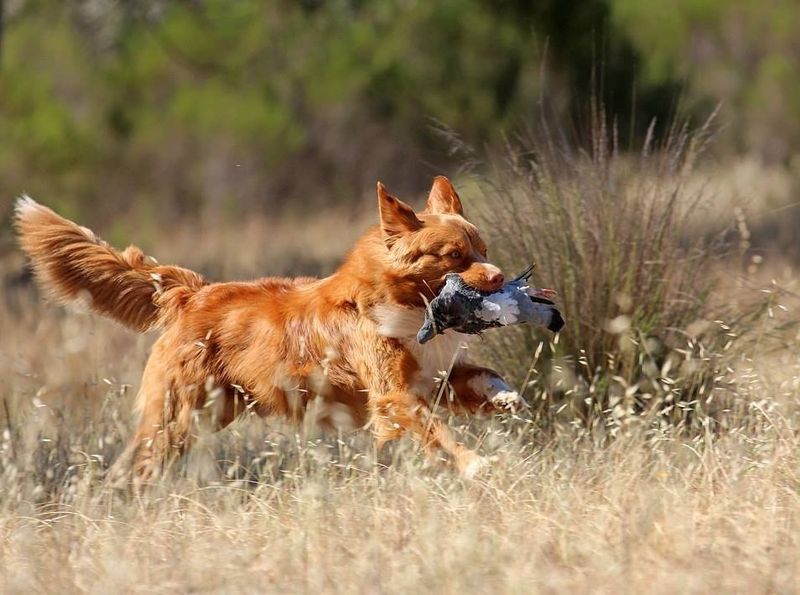 Nova Scotia Duck Tolling Retriever