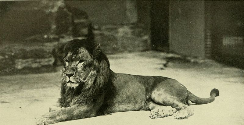 Nubian Lion