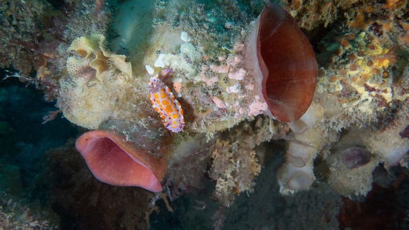 Nudibranch