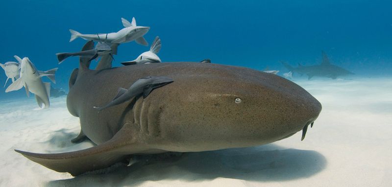 Nurse Shark