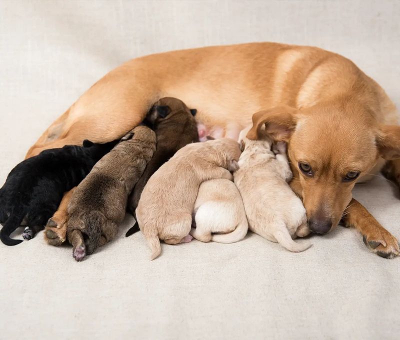Nurturing Instinct