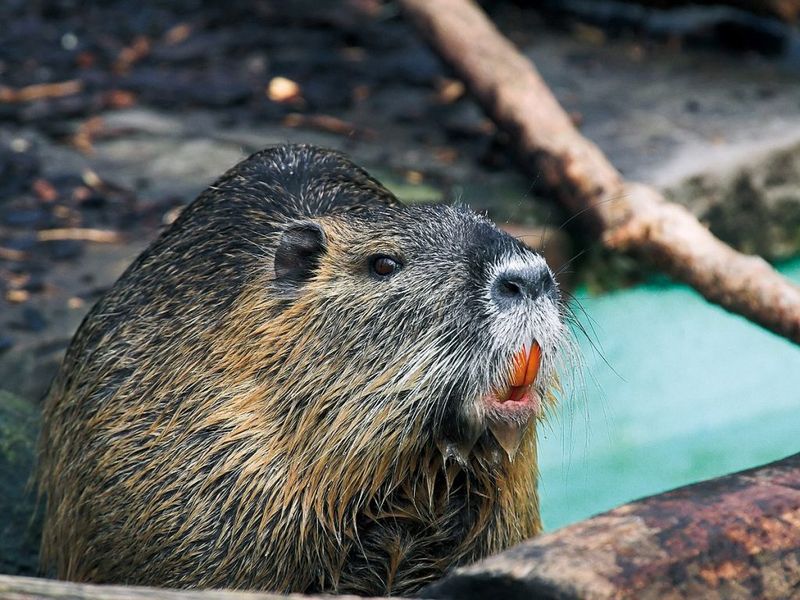 Nutria