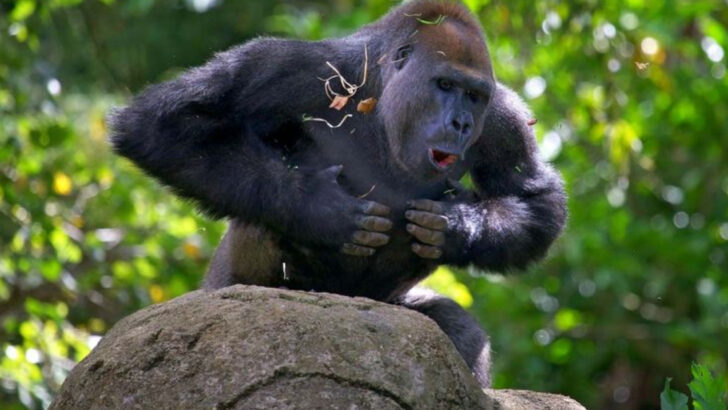 How Powerful are Gorillas Compared to Other Apes?