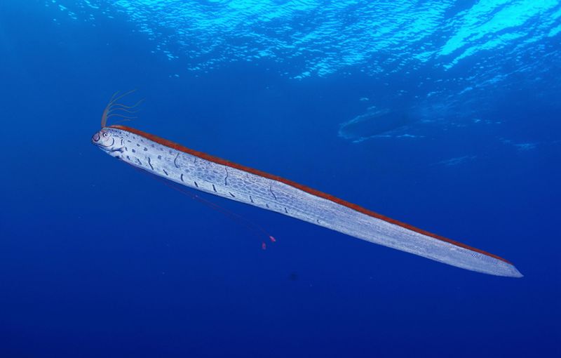 Oarfish
