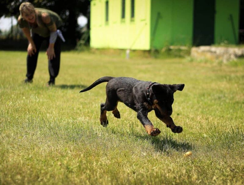 Obedience Training