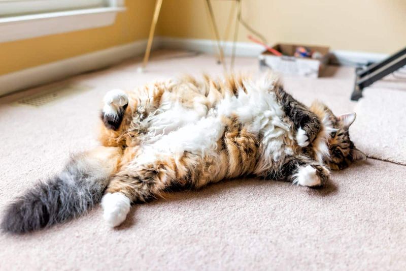 Obesity in Maine Coons
