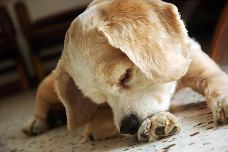 Obsessive Licking or Chewing
