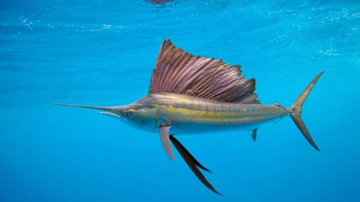 Ocean Animals That Perfectly Match Each Zodiac Sign