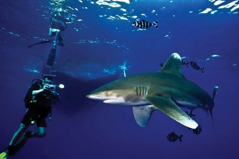 Oceanic Whitetip Shark