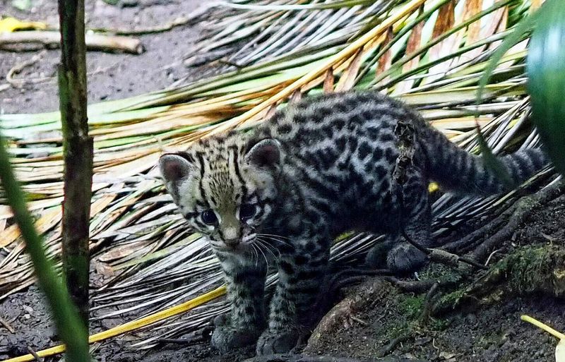 Ocelot